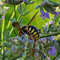 Anthidium florentinum