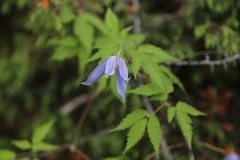 Clematis alpina