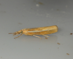 Agriphila tristella