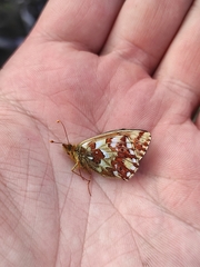 Boloria alaskensis