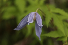 Clematis alpina