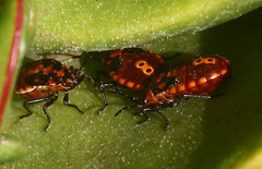 Spilostethus pandurus