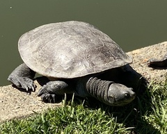 Emydura macquarii