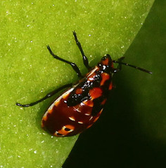 Spilostethus pandurus