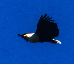 Haliaeetus vocifer