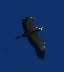 Ardea melanocephala