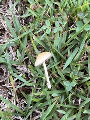 Conocybe
