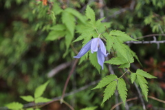 Clematis alpina