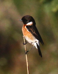 Saxicola torquatus