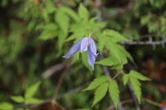 Clematis alpina