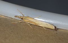 Agriphila tristella