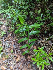 Bambusoideae