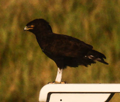 Lophaetus occipitalis