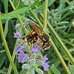 Anthidium florentinum