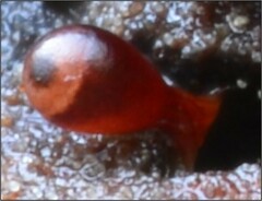 Trichia botrytis