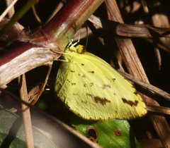 Eurema desjardinsii