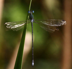 Lestes virgatus