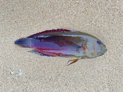 Labracinus cyclophthalmus