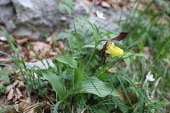 Cypripedium calceolus