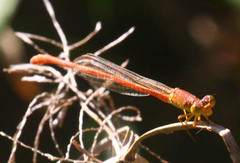 Ceriagrion glabrum