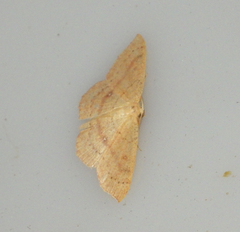 Cyclophora linearia