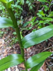 Bambusoideae