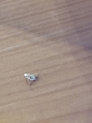 Nepomorpha
