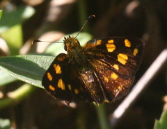 Metisella metis