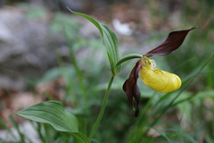 Cypripedium calceolus