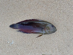 Labracinus cyclophthalmus
