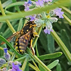 Anthidium florentinum