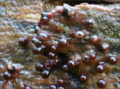 Trichia botrytis
