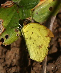 Eurema hecabe