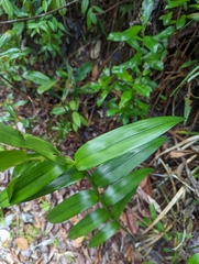 Bambusoideae