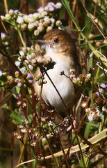 Cisticola erythrops