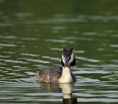 Podiceps cristatus