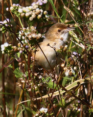 Cisticola erythrops