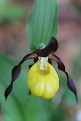 Cypripedium calceolus