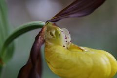Cypripedium calceolus