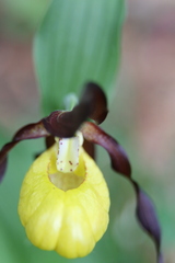 Cypripedium calceolus