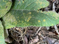 Coleosporium elephantopodis