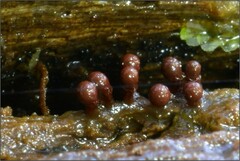 Trichia botrytis