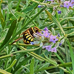 Anthidium florentinum