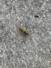 Vespula maculifrons