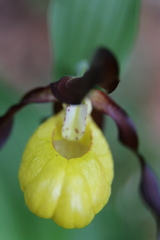 Cypripedium calceolus