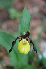Cypripedium calceolus
