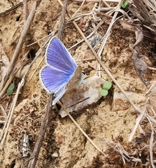 Polyommatus icarus