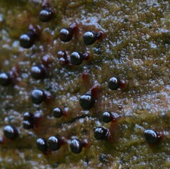 Trichia botrytis