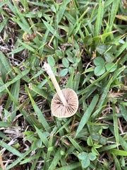 Conocybe