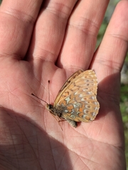 Boloria tritonia